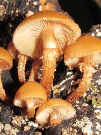 Kuehneromyces mutabilis image