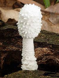 Leucocoprinus cretaceus image