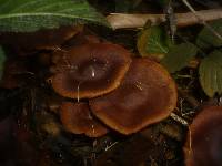 Cortinarius malicorius image