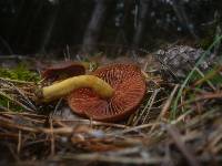 Cortinarius semisanguineus image