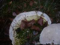 Trametes gibbosa image
