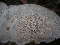 Trametes gibbosa image