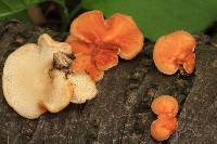 Polyporus alveolaris image