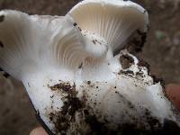 Hygrophorus gliocyclus image