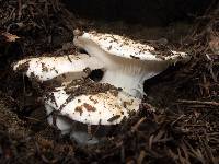 Hygrophorus gliocyclus image