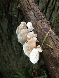 Hemimycena candida image