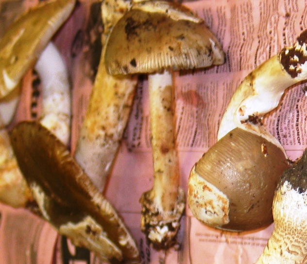 Amanita argentea image