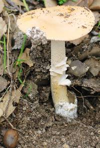 Amanita subnudipes image