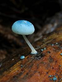 Mycena interrupta image