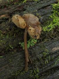 Entoloma aromaticum image