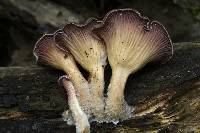Panus conchatus image