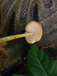 Marasmius strictipes image