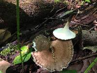 Polyporus leptocephalus image