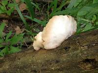 Pleurotus pulmonarius image