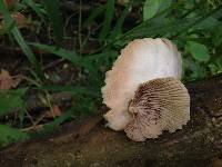 Pleurotus pulmonarius image