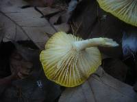 Hygrophorus lucorum image