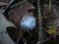 Hygrophorus lucorum image