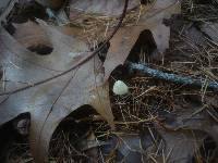 Mycena arcangeliana image