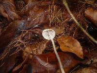 Mycena polygramma image