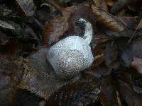 Tricholoma scalpturatum image