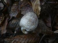 Tricholoma scalpturatum image