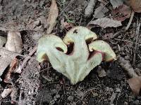 Tricholomopsis rutilans image
