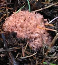 Ramaria rubripermanens image