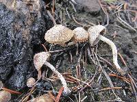 Psathyrella pennata image