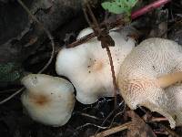 Marasmius nigrodiscus image