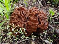 Gyromitra gigas image