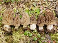 Morchella snyderi image