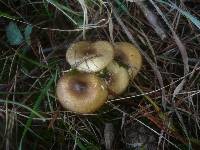 Hygrophorus hypothejus image