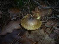 Hygrophorus hypothejus image