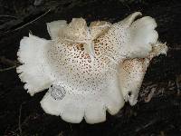 Neolentinus lepideus image
