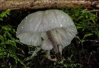 Hemimycena candida image