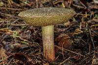 Boletus chrysenteron image