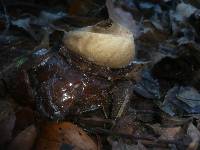 Geastrum triplex image