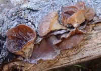 Auricularia americana image