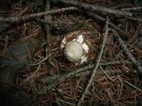 Geastrum fimbriatum image