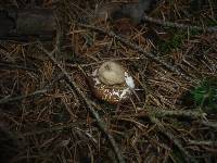 Geastrum fimbriatum image