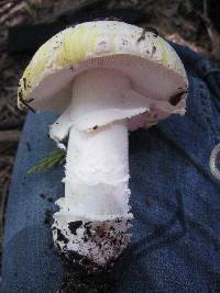 Amanita aprica image