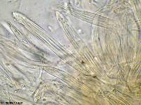 Lophodermium pinastri image