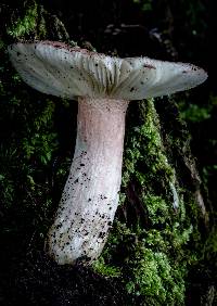 Russula lenkunya image