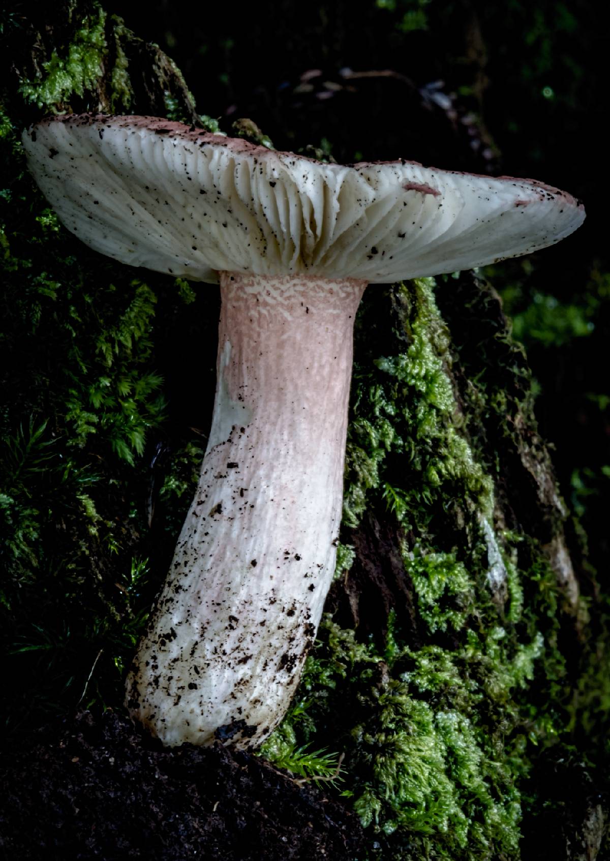 Russula lenkunya image