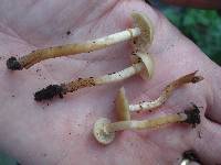 Kuehneromyces marginellus image