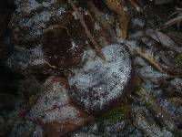 Ganoderma resinaceum image