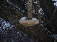 Phellinus igniarius image