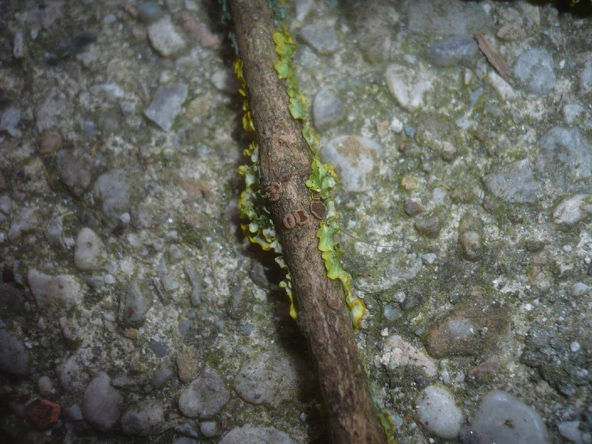 Velutarina rufo-olivacea image