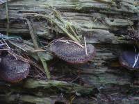 Lentinellus ursinus image
