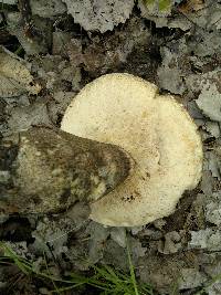 Leccinum duriusculum image